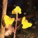 Slank Blærerod (Utricularia australis)