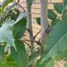 Skyrækker (Ailanthus altissima)