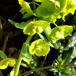 Langbladet Vortemælk (Euphorbia esula ssp. esula)