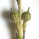 Orientalsk Knopskulpe (Rapistrum rugosum ssp. orientale)