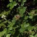 Brombær/Hasselbrombær ubest. (Rubus sect. Rubus/Corylifolii)