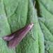 Birkesækmøl (Coleophora serratella)