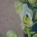 Have-Stormhat (Aconitum x stoerkianum)