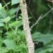 Fandens Spadserestok (Aralia chinensis)
