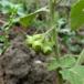 Storbægret Natskygge (Solanum physalifolium var. nitidibaccatum)