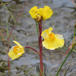 Blærerod sp. (Utricularia sp.)