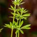 Sump-Snerre (Galium uliginosum)