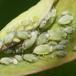 Gedebladskærmplantebladlus (Hyadaphis foeniculi)