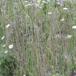 Kvast-Høgeurt (Pilosella cymosa ssp. cymosa var. cymosa)