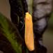 Guldgul Lavspinder (Eilema sororcula)