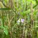 Kær-Fladbælg (Lathyrus palustris)