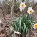 Pinselilje x Påskelilje (Narcissus poeticus x pseudonarcissus)