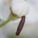 Coleophora spinella (Coleophora spinella)