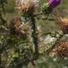Tornet Tidsel (Carduus acanthoides)