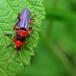 Cantharis sp. (Cantharis sp.)