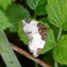 Hindbær-Bladmåler (Mesoleuca albicillata)