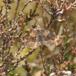 Brunrød Bladmåler (Xanthorhoe spadicearia)