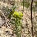 Grådodder (Alyssum alyssoides)