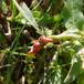 Pileurtgalmyg (Wachtliella persicariae)