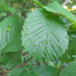 Aceria campestricola (Aceria campestricola)