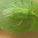 Stor Blomstertæge (Calocoris alpestris)