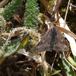Pyrausta despicata (Pyrausta despicata)