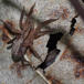 Katteedderkop (Zora spinimana)