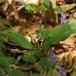 Langsporet Gøgelilje (Platanthera bifolia ssp. latiflora)