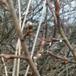 Øret Pil (Salix aurita)