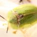 Tidselskjoldbille (Cassida rubiginosa)