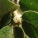Pibe-Kvalkved (Viburnum lantana)