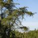 Banks Fyr (Pinus banksiana)