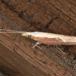 Snudegedebladmøl (Ypsolopha dentella)