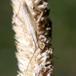 Slank Græstæge (Stenodema laevigata)