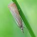 Have-Græsmøl (Chrysoteuchia culmella)