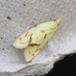 Tidselgulvikler (Agapeta hamana)