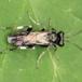 Macrophya ribis (Macrophya ribis)