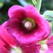 Have-Stokrose (Alcea rosea)