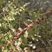 Aks-Jordbærspinat (Chenopodium foliosum)