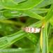 Engelskgræsvikler (Lobesia littoralis)