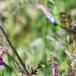 Smalbladet Vikke (Vicia sativa ssp. nigra)