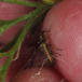 Matgrøn Solbille (Oedemera virescens)