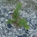Skive-Kamille (Matricaria matricarioides)