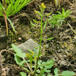 Kær-Guldkarse (Rorippa palustris)