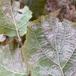 Hassel-Meldug (Phyllactinia guttata)