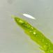 Almindelig Penselmos (Cirriphyllum piliferum)