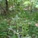 Langsporet Gøgelilje (Platanthera bifolia ssp. latiflora)