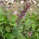 Høst-Rødtop (Odontites vulgaris)