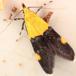 Tofarvet Prydvinge (Oecophora bractella)