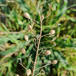 Småskulpet Dodder (Camelina microcarpa)